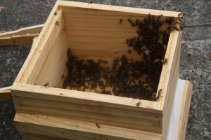 Before adding frames or lid